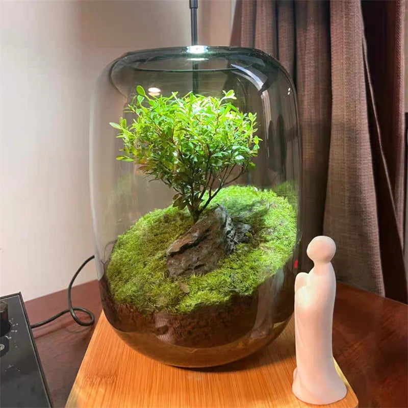 Creative Grey Glass Bottles Moss Landscaping Bottle Succulent Glass Vase Hydroponic Container Micro Landscape Glass Terrarium