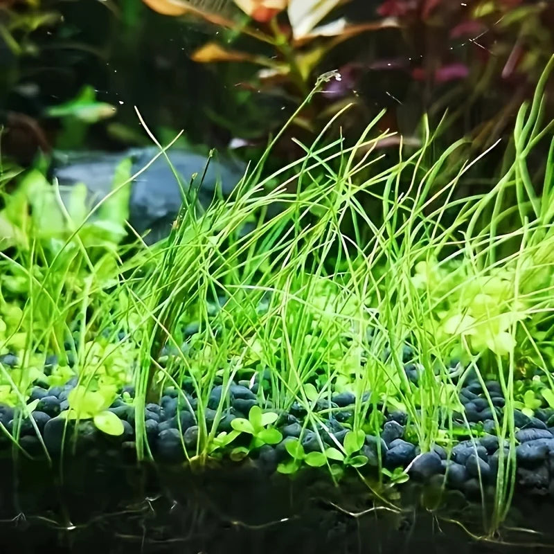 Aquarium Plant Substrate Aquatic Soil for Fish Tank Decoration and Aquascaping Essential for Aquarium Enthusiasts