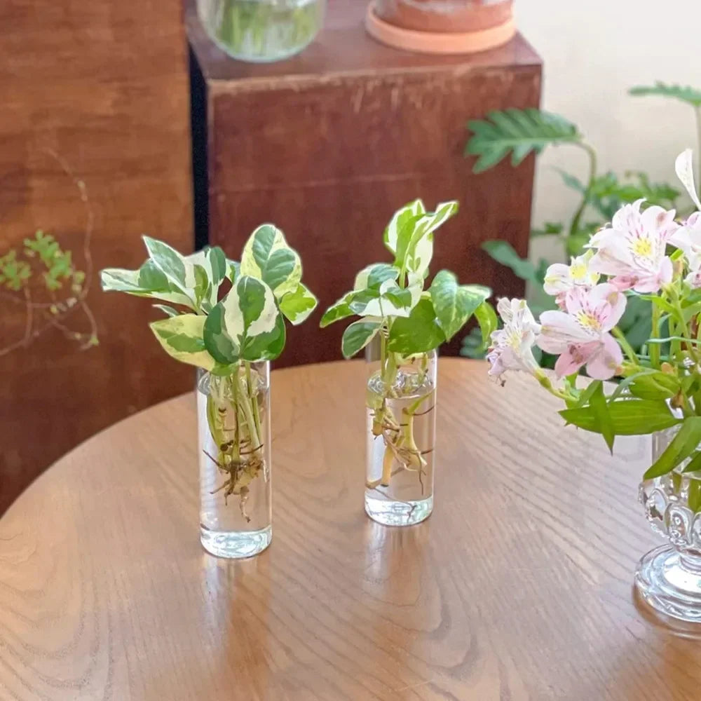Glass Wall Vase Hanging Hydroponic Planter Wall-Mounted Flower Vases for Home Office Decor with Traceless Hook