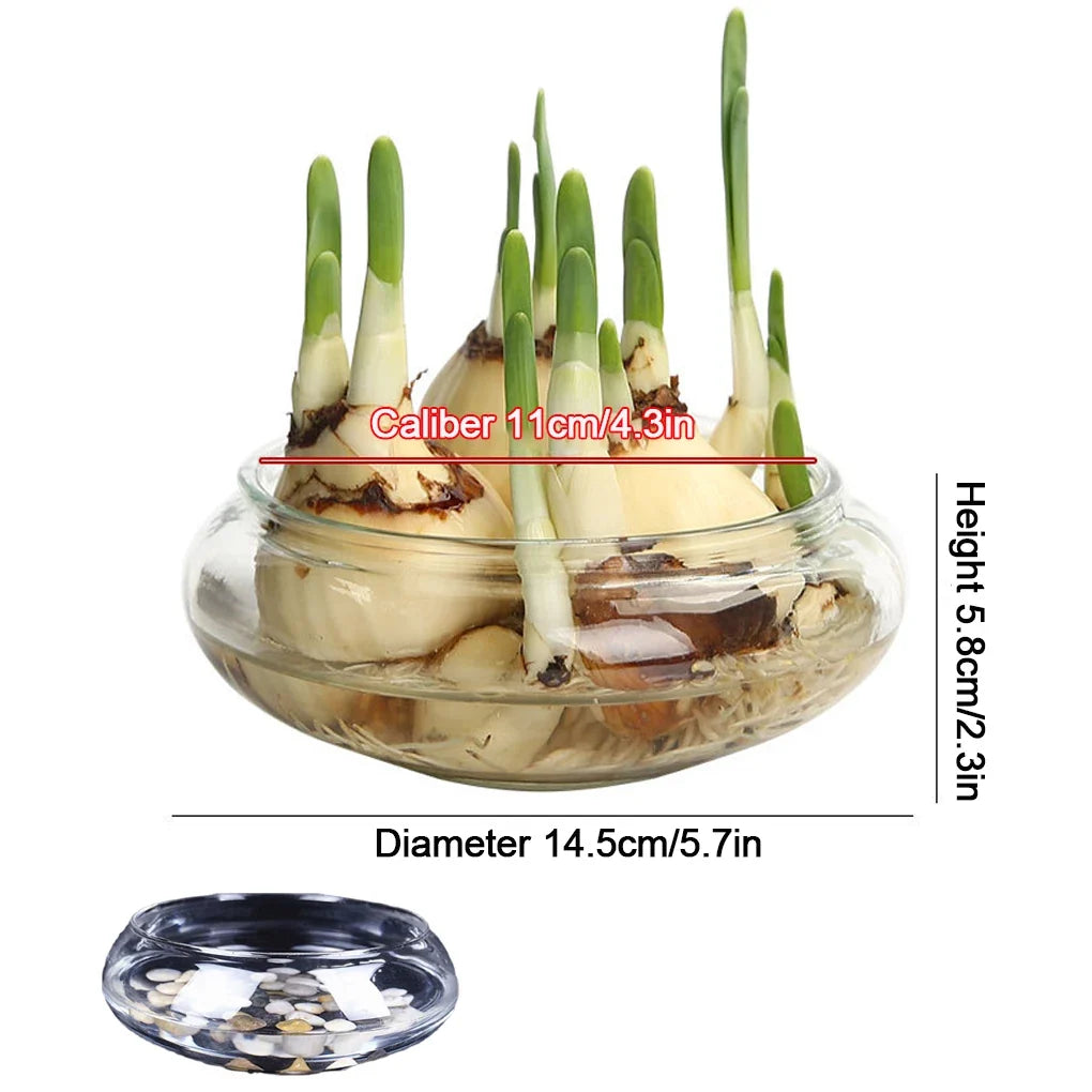 Glass Vase Bowl Wide Mouth Flower Vase Round Terrarium Glass Hydroponic Planter Floral Container Clear Fish Bowl Succulents Pot