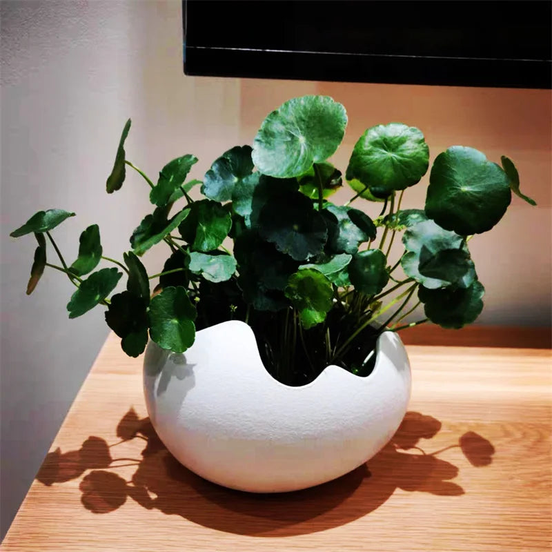 Broken Eggshells Shapes Ceramic Flowerpot Simple Succulent Plant Container Green Planter Small Bonsai Pots Home Decoration