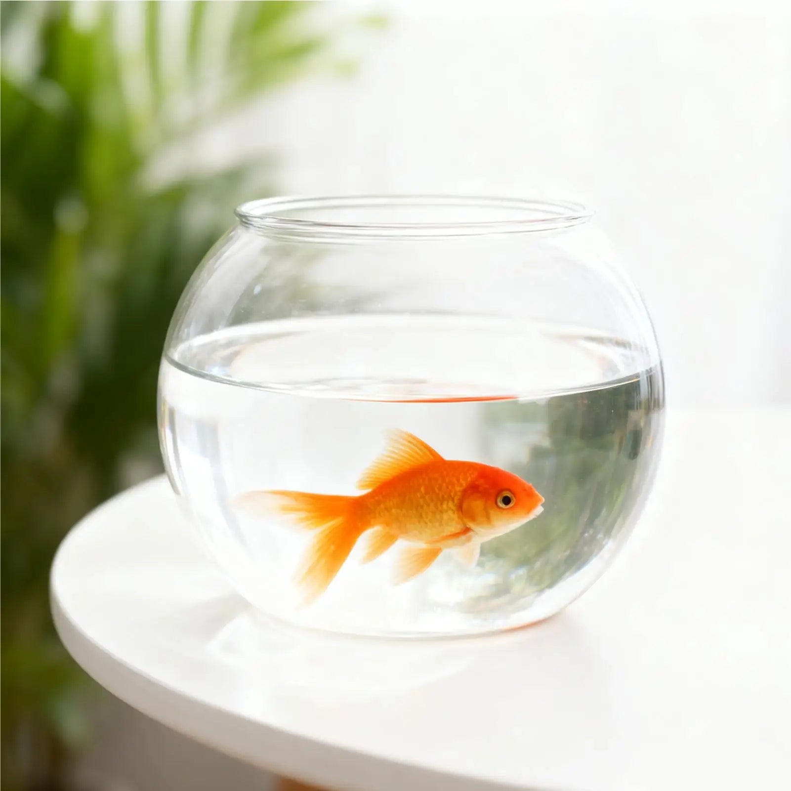 Bubble Bowl Space-Saving Aquarium Accessories Bubble Planter Bowl for Table Centerpiece Party Decorations Home Event Indoor